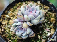 오리온 군생 S0454 다육식물