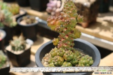 리치아이금(대품) 다육금