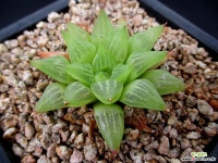 하월시아 6-915 하월시아