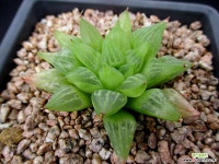 하월시아 6-916 하월시아