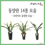 동양란 모음/난/동양/서양란/식물/동양란/부귀란/야생란/꽃/공기정화식물/화분/풍란/난농장/나라아트 기타 동양란