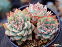 문가드니스 군생 S0428 다육식물