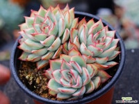 문가드니스 군생 S0428 다육식물