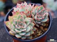 문가드니스 군생 S0428 다육식물