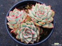 문가드니스 군생 S0428 다육식물