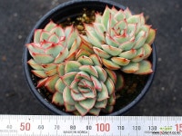 문가드니스 군생 S0428 다육식물