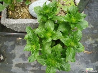 겹별꽃 투게더 묘목