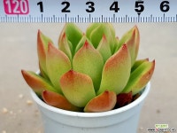 롱기시마*창 31-251 다육식물