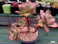 원종노블 한몸군생 묵은둥이 대품 다육식물