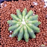 크라우센스선인장 수입틀어온특이한아이입니다 선인장