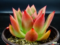 엣지컷68 다육식물