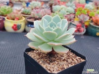 이든스노우 6-421 다육식물