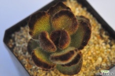 테디베어(M178) 다육식물