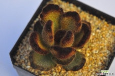 테디베어(M179) 다육식물