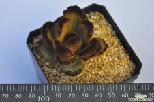 테디베어(M179) 다육식물