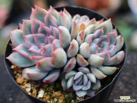 오리온 군생 S0456 다육식물