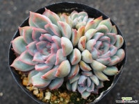 오리온 군생 S0456 다육식물