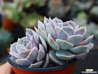 블루서프라이즈 군생 S0469 다육식물