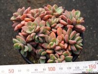 원종프리티 군생 S0477 다육식물