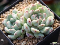 비얀트 군생 S0649 다육식물