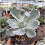 버클리금 목대 다육금