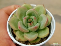 토파즈*먼로 37-237 다육식물