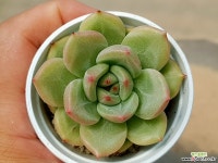 토파즈*먼로 37-237 다육식물