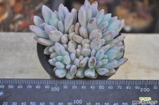 라콤비너스(N124) 다육식물
