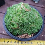 20ㆍ로슈라리아.대품 다육식물