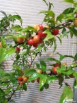 산앵두(대품)  앵두가 익어가요( 매년  열리는 유실수) 높이 60-75 공기정화식물