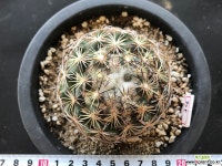 금마차 실생 선인장