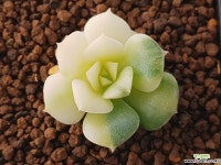 니크셔나금-작아요 다육금