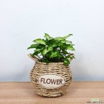 싱고니움 바구니 세트 / 신고니움 / 공기정화식물 / 한빛농원 공기정화식물