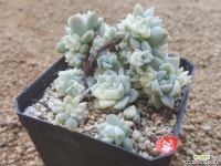 리틀장미금 다육금