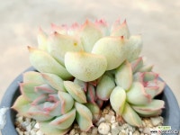 오리온 38-282 다육식물