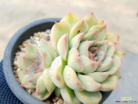 오리온 38-282 다육식물