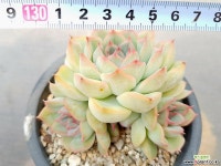 오리온 38-282 다육식물