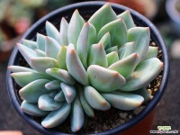 샴페인 군생 S0551 다육식물