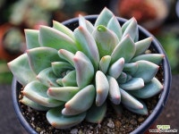 샴페인 군생 S0551 다육식물