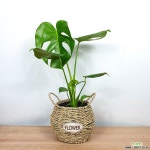 몬스테라 중형 바구니 세트 / 공기정화식물 / 한빛농원 공기정화식물