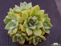 펀퀸 708-16 다육식물