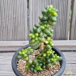 녹귀란금 다육금