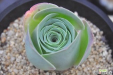 엘히어로(N169) 다육식물