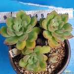 1920워시원 다육식물