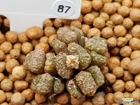 라우히 17두군생 87 코노피튬