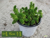 별솔세덤 (애기솔세덤) 지름 15cm 중품 세덤화분 다육식물