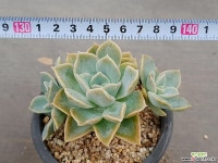 헤리왓슨 3-322 다육식물