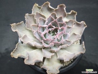 마드레델슈-8302 다육식물