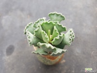 영락(분채배송) 다육식물