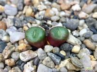 Conophytum minutum ssp.nudum Holriver H5141-2두(코노피튬 누덤7.13) 코노피튬